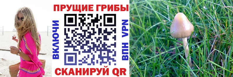 Купить закладки  Ардатов  Галлюциногенные грибы MAGIC MUSHROOMS 